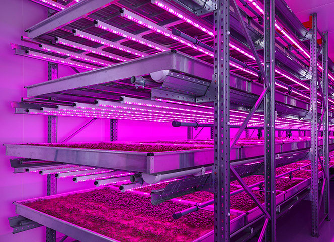 You are currently viewing LED Solutions for Food, Farming, and Missions to Mars